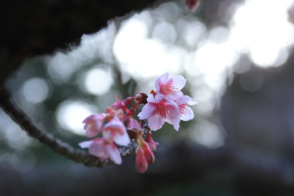 f:id:jnr583-n1:20190423190758j:plain
