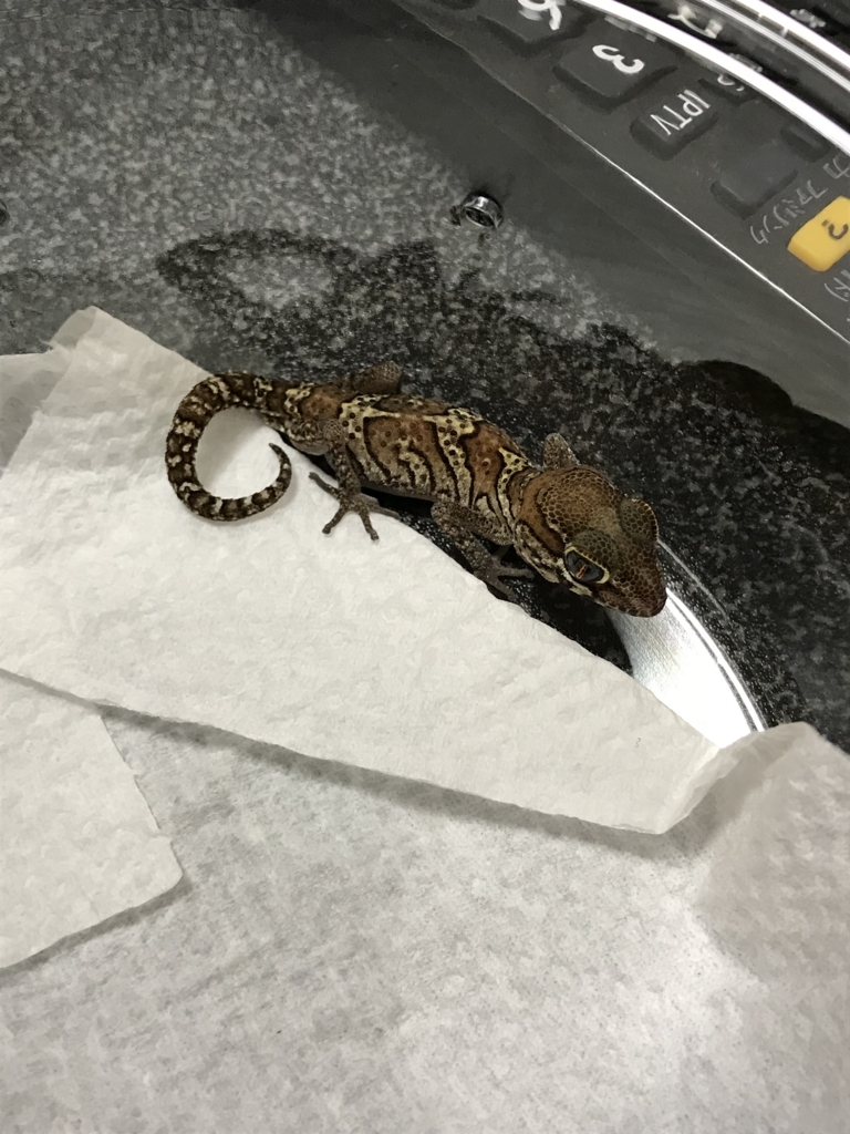 f:id:jo1192296:20171113210447j:plain f:id:jo1192296:20171113210447j:plain