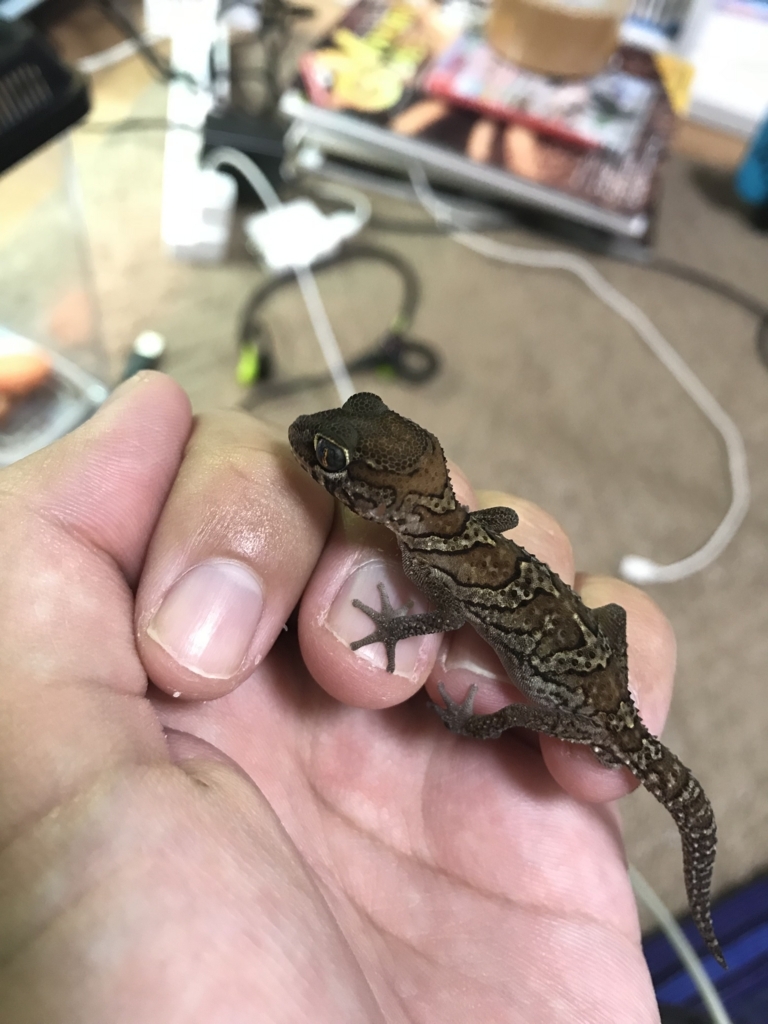 f:id:jo1192296:20171113211435j:plain f:id:jo1192296:20171113211435j:plain