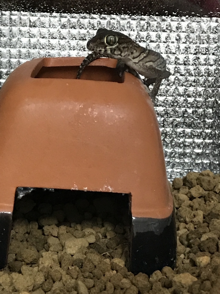 f:id:jo1192296:20171113211839j:plain f:id:jo1192296:20171113211839j:plain