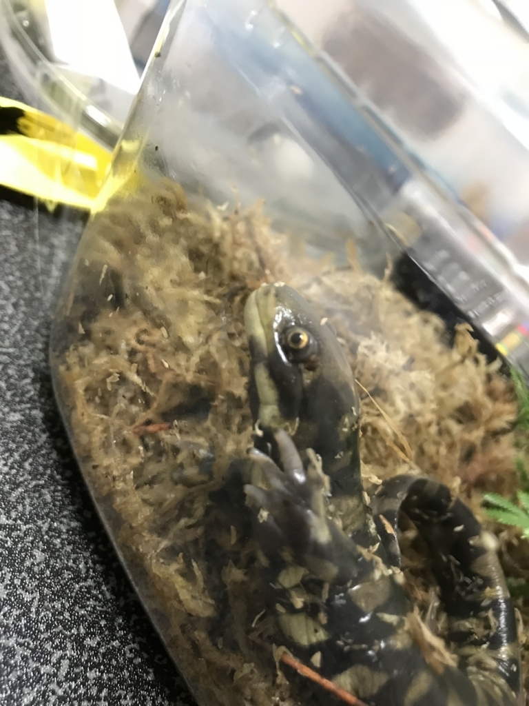 f:id:jo1192296:20171114195203j:plain f:id:jo1192296:20171114195203j:plain