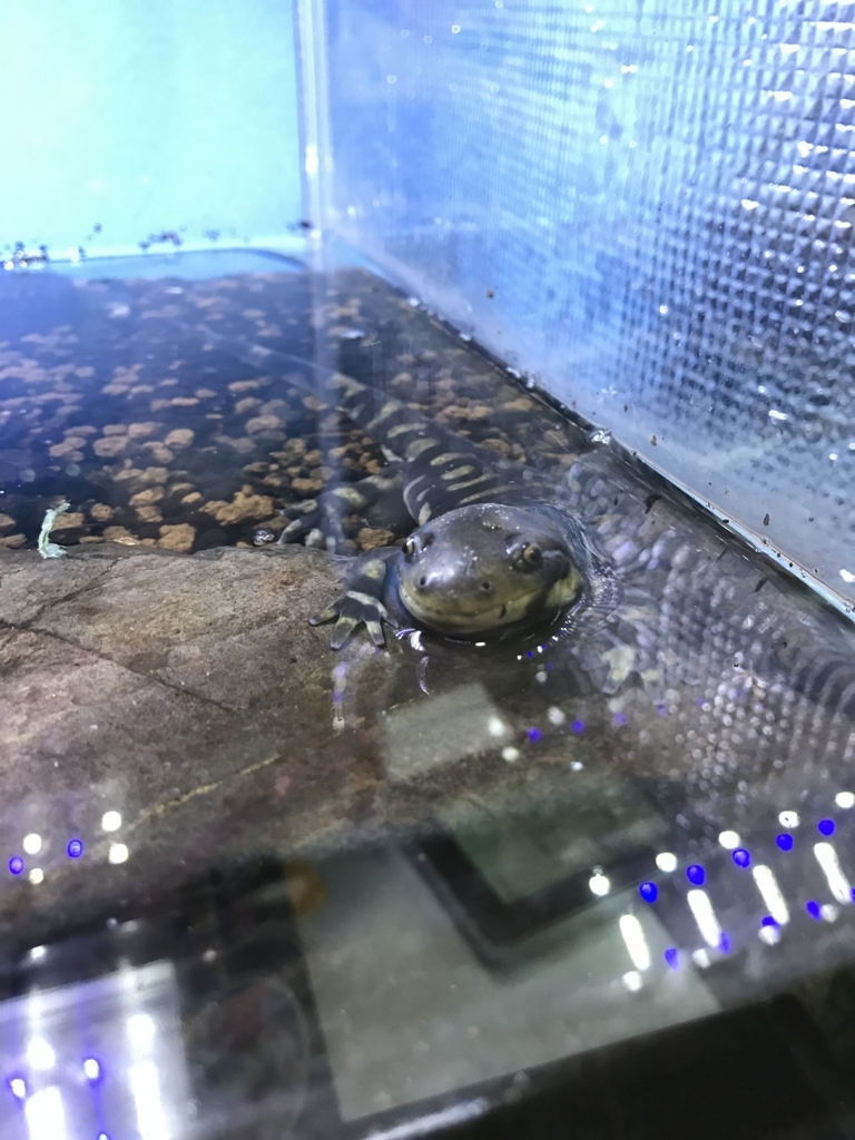 f:id:jo1192296:20171114195336j:plain f:id:jo1192296:20171114195336j:plain