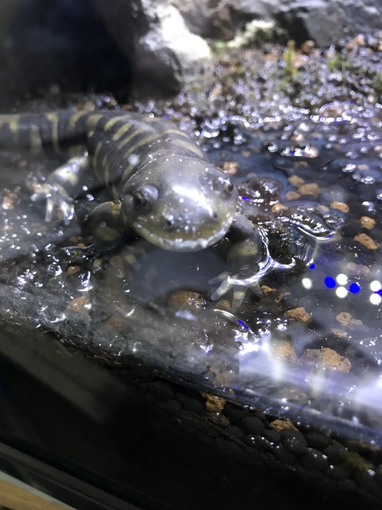 f:id:jo1192296:20171114195414j:plain f:id:jo1192296:20171114195414j:plain