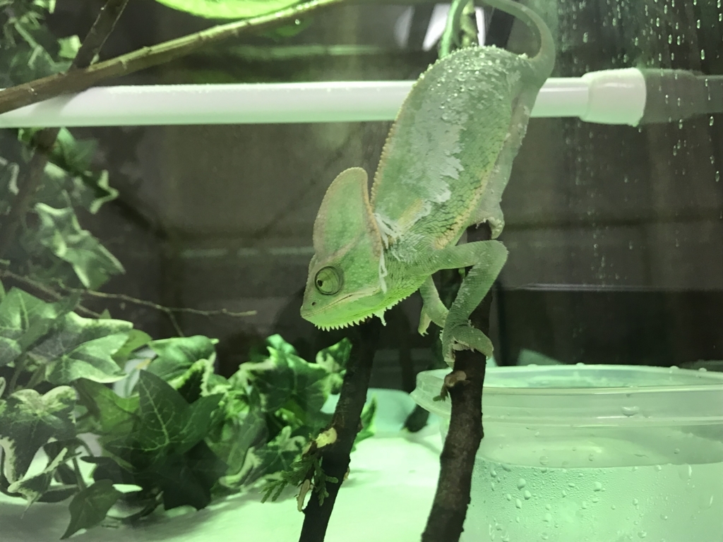 f:id:jo1192296:20171125181318j:plain f:id:jo1192296:20171125181318j:plain