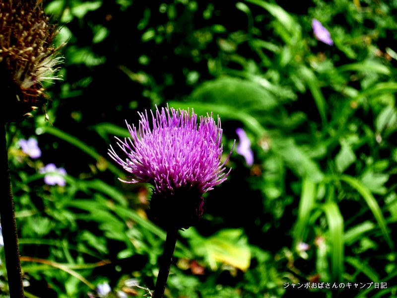 f:id:jo828:20130813100228j:image f:id:jo828:20130813100228j:image