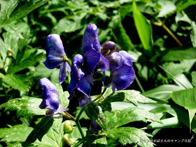 f:id:jo828:20130813101515j:image f:id:jo828:20130813101515j:image