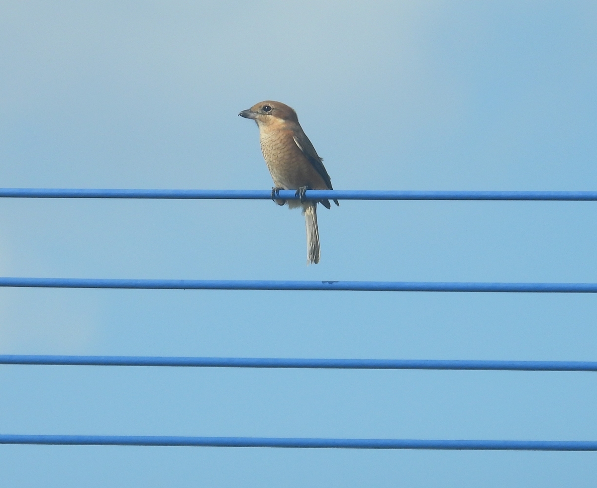 電線で高鳴きするモズのメス