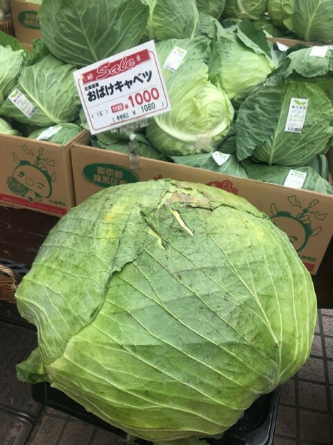 おばけきゃべつ A giant cabedge - jocolamer’s diary