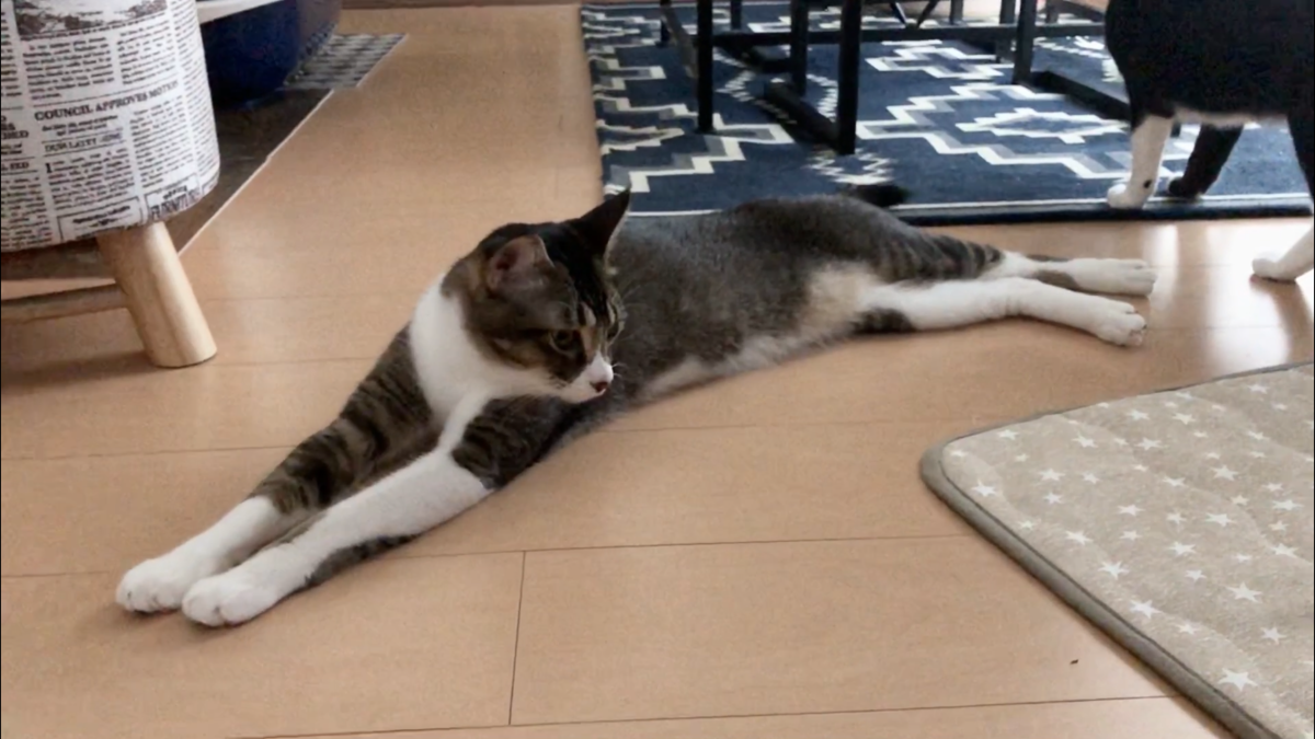 f:id:joe_mash:20200821130851p:plain