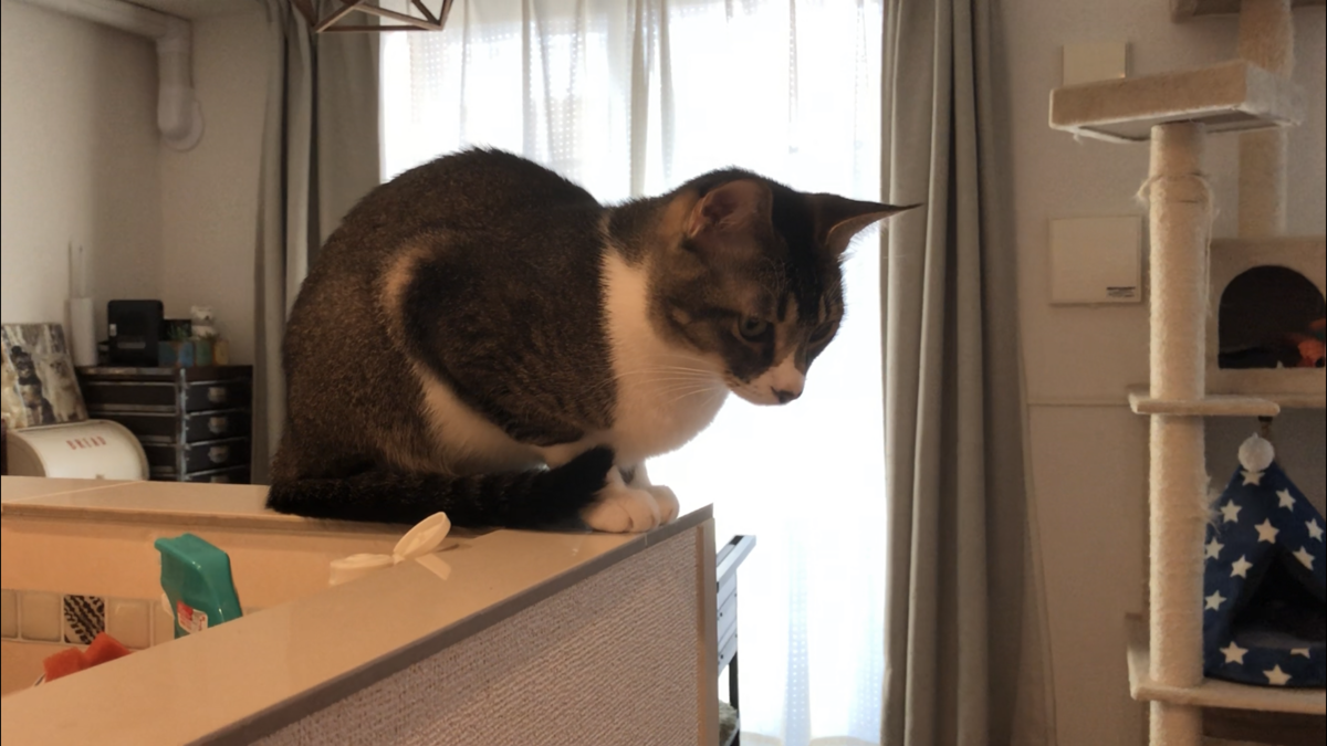 f:id:joe_mash:20200821135904p:plain