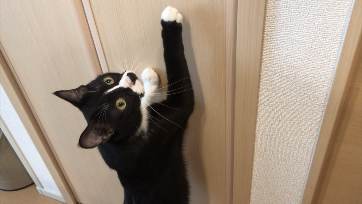 f:id:joe_mash:20200821135930p:plain