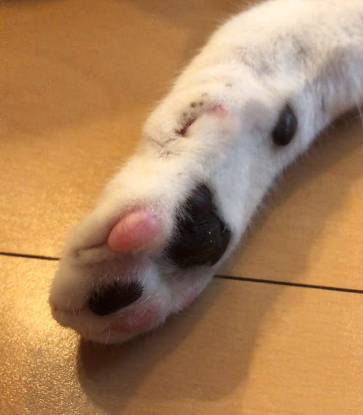 f:id:joe_mash:20200824181802p:plain