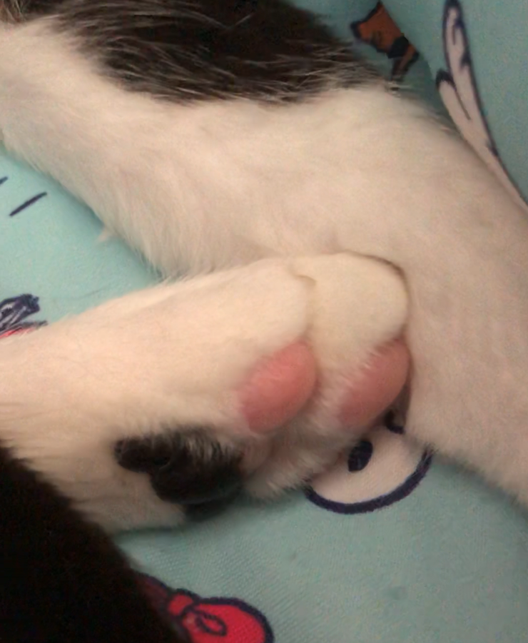 f:id:joe_mash:20200824181844p:plain