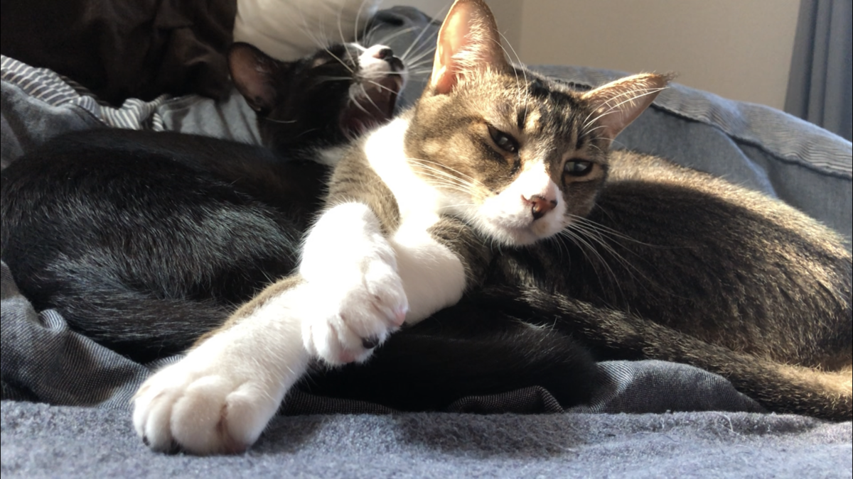 f:id:joe_mash:20200825170510p:plain