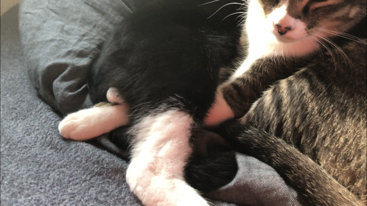 f:id:joe_mash:20200825170523p:plain