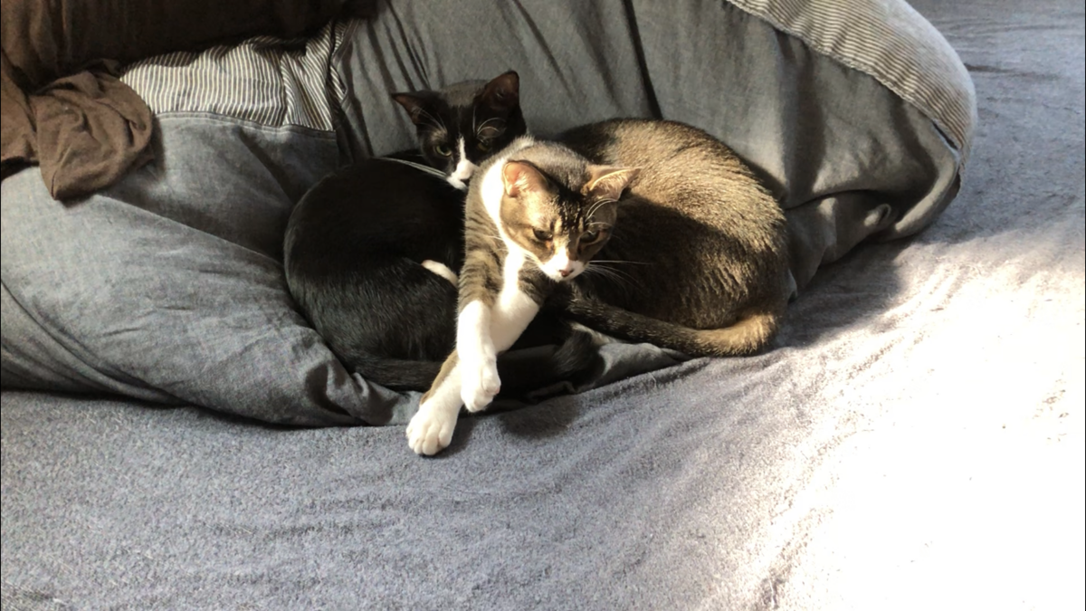 f:id:joe_mash:20200825170536p:plain