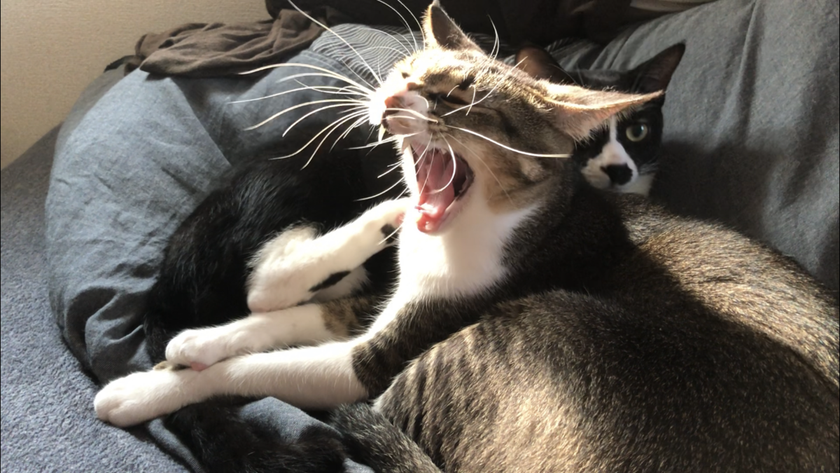 f:id:joe_mash:20200825170550p:plain