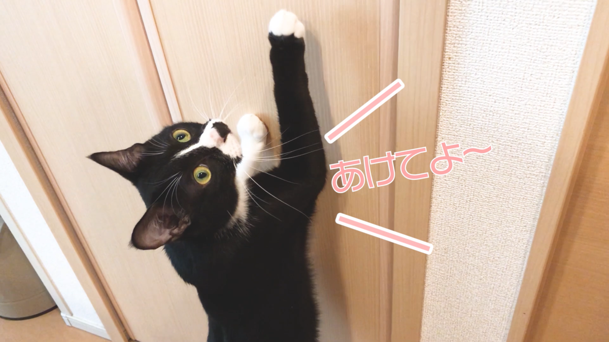 f:id:joe_mash:20200826164225p:plain