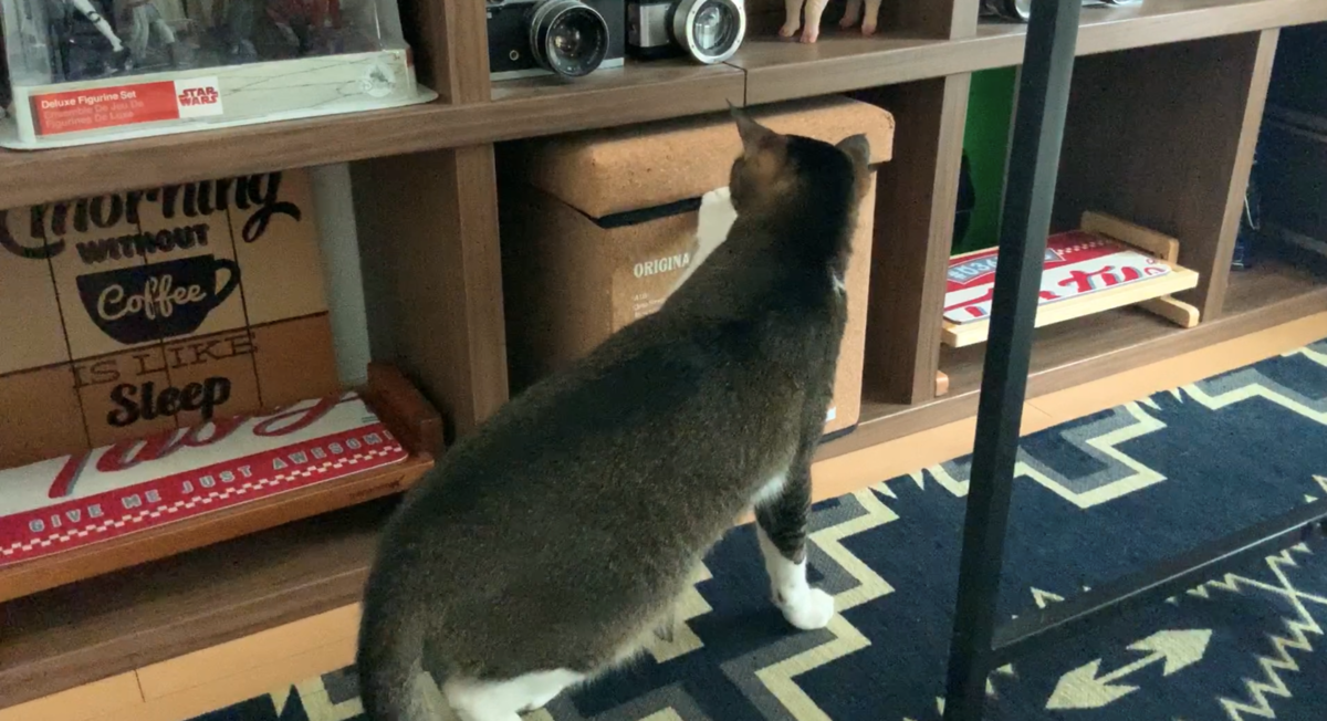 f:id:joe_mash:20200827185154p:plain