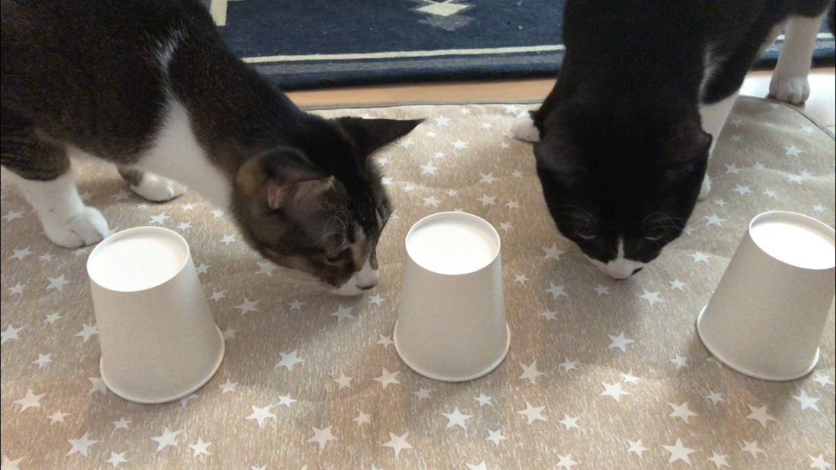 f:id:joe_mash:20200829164908p:plain