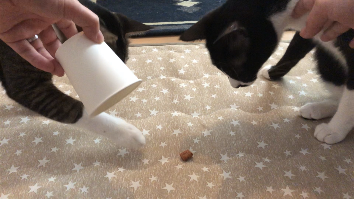 f:id:joe_mash:20200829164940p:plain