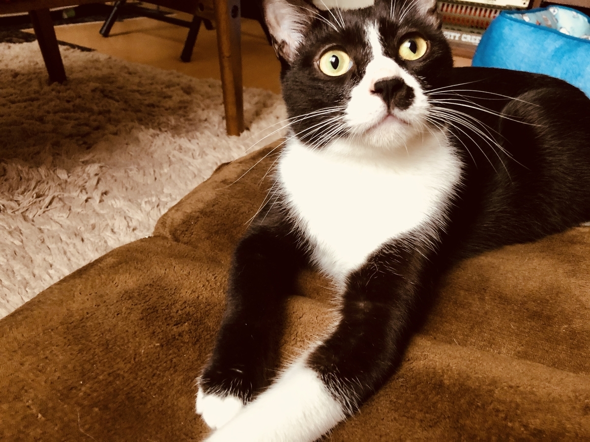 f:id:joe_mash:20200831163533j:plain