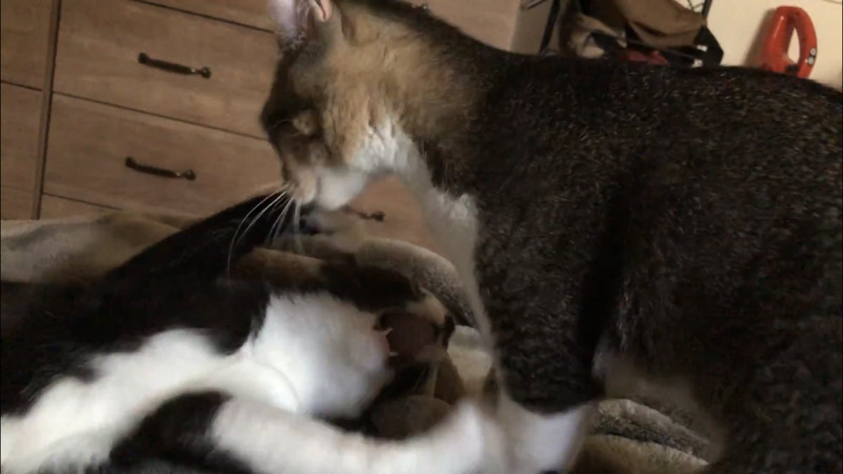 f:id:joe_mash:20200901162036p:plain