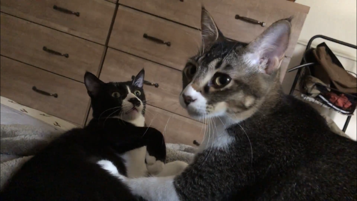 f:id:joe_mash:20200901162058p:plain