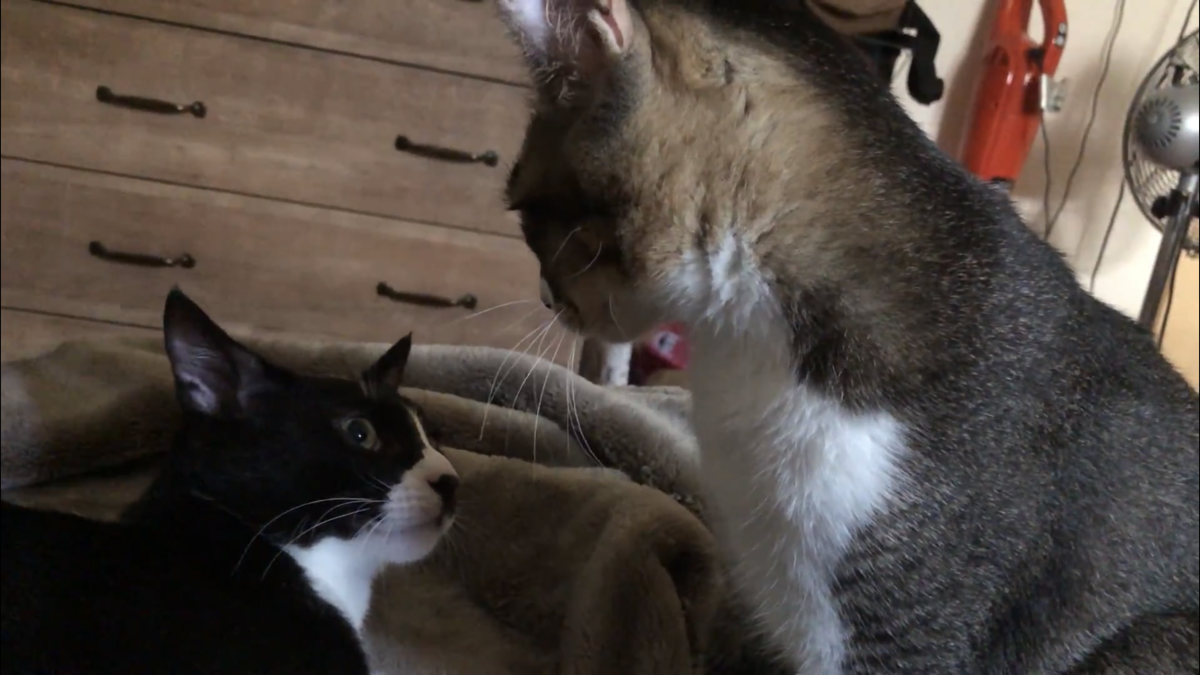 f:id:joe_mash:20200901162110p:plain