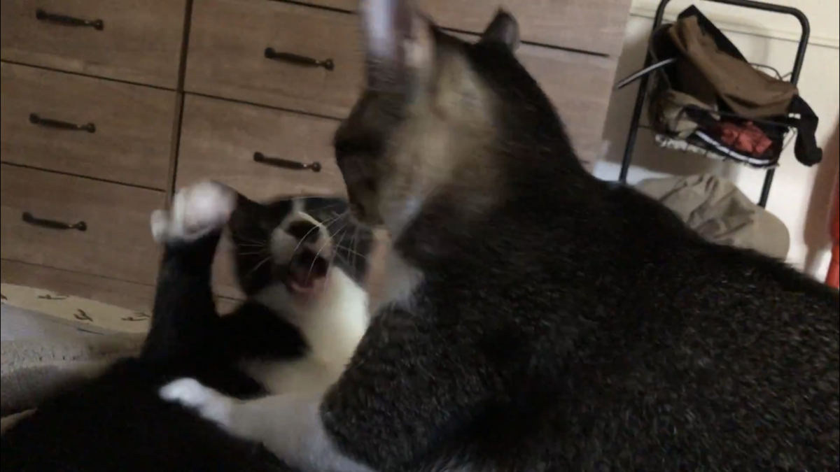 f:id:joe_mash:20200901162122p:plain