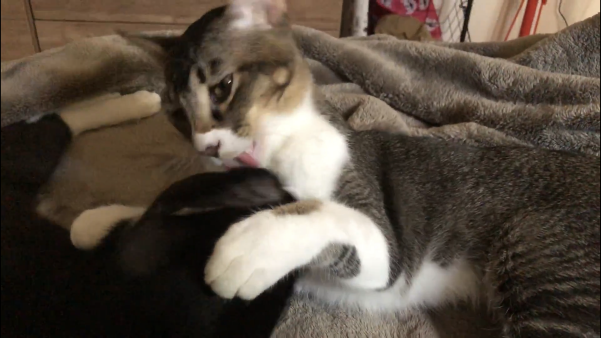 f:id:joe_mash:20200901162144p:plain