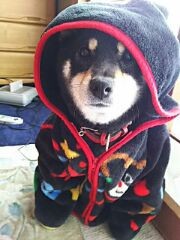 f:id:joei:20170417055832j:image:right f:id:joei:20170417055832j:image:right