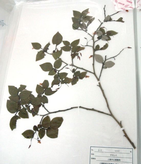 20100925syokubutu