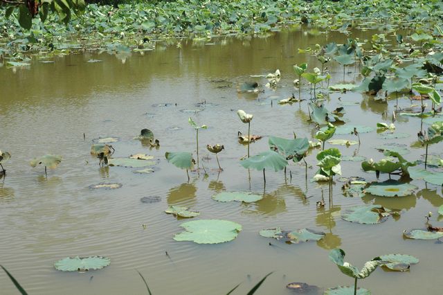 20110712tatigare