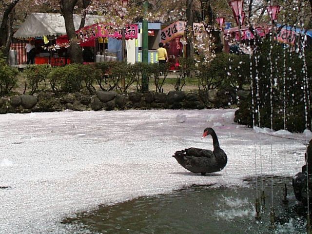 神隠し!? 高田公園から消えた黒鳥とアヒル - 上越タウンジャーナル