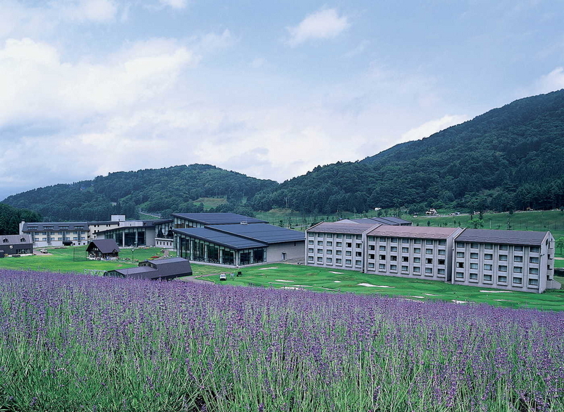 ラベンダー