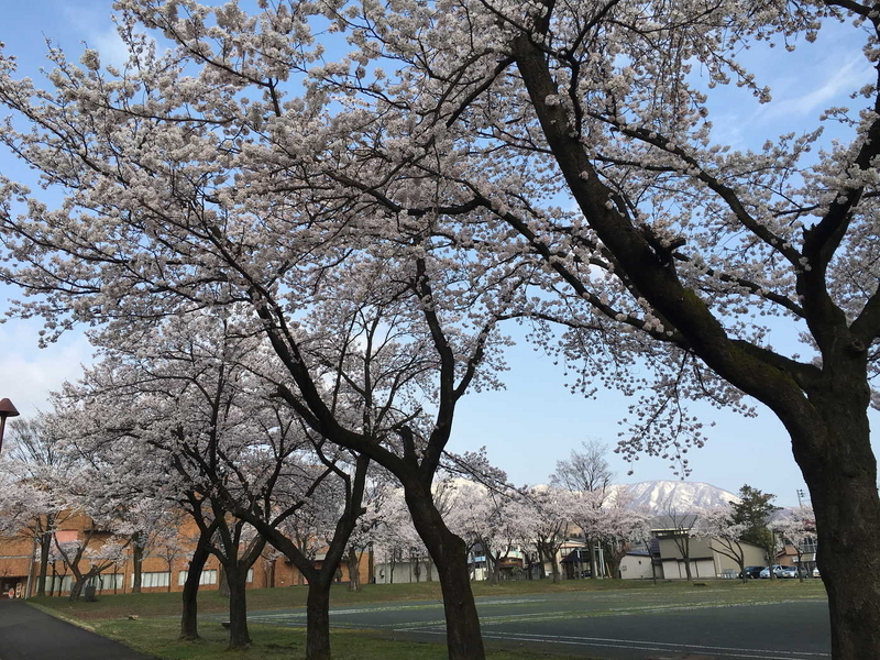 文化ホールの桜