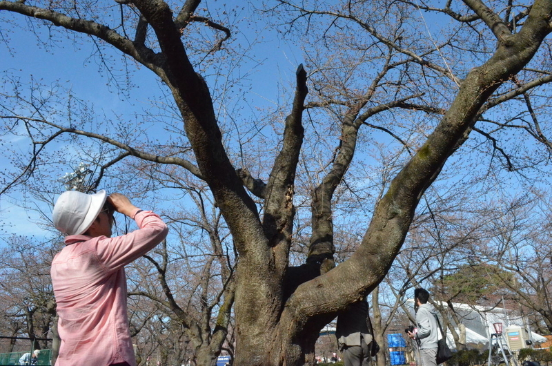 sakura4