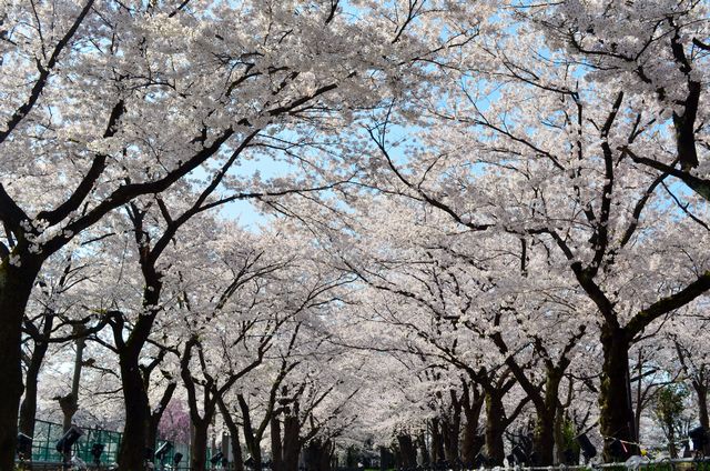 sakura