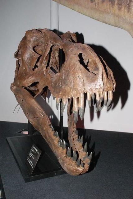 レプリカ頭骨_s