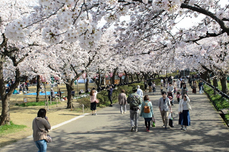 20170410桜満開①