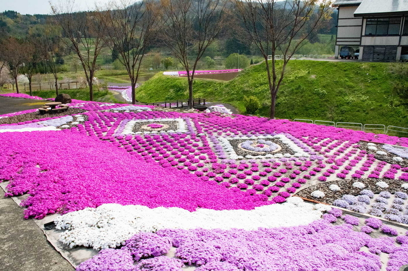 やすらぎ荘のシバザクラ