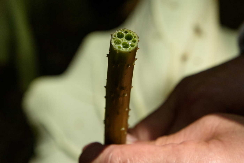 ハスの茎