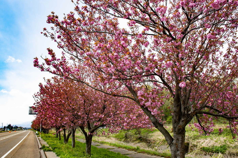 道の駅あらい八重桜