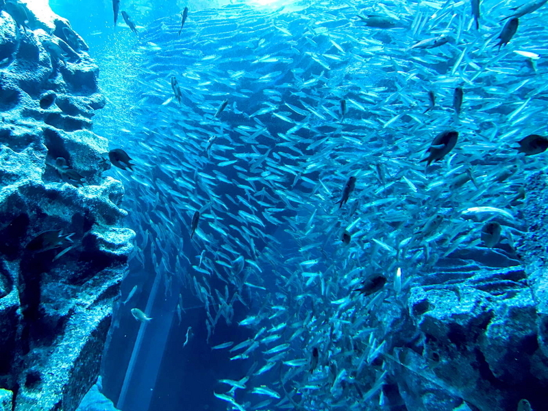 50種類3万8000匹の魚などが泳ぐうみがたり大水槽