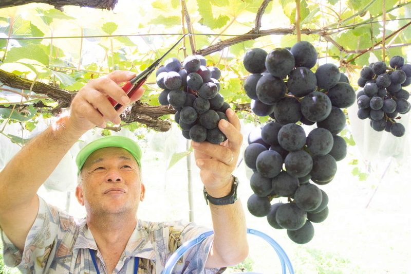 山本ぶどう園1