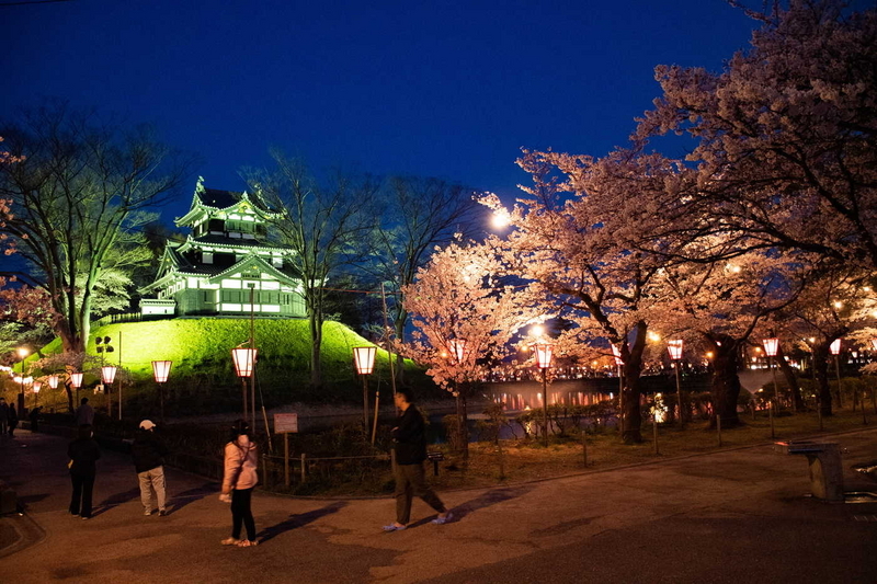 夜桜