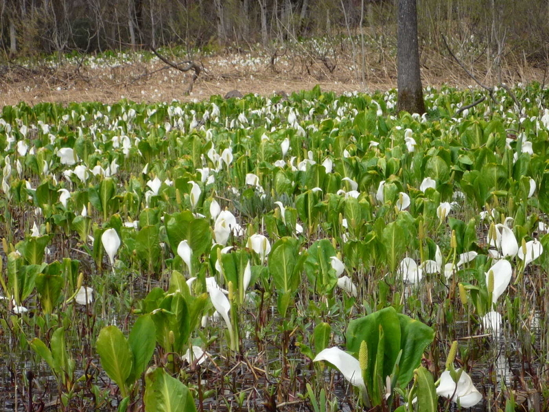 2009年いもり池水芭蕉