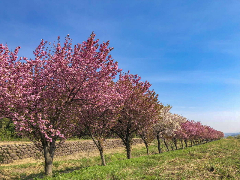 2018-04-22 八重桜４