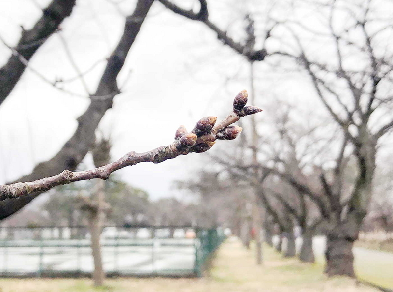 調査木のつぼみ